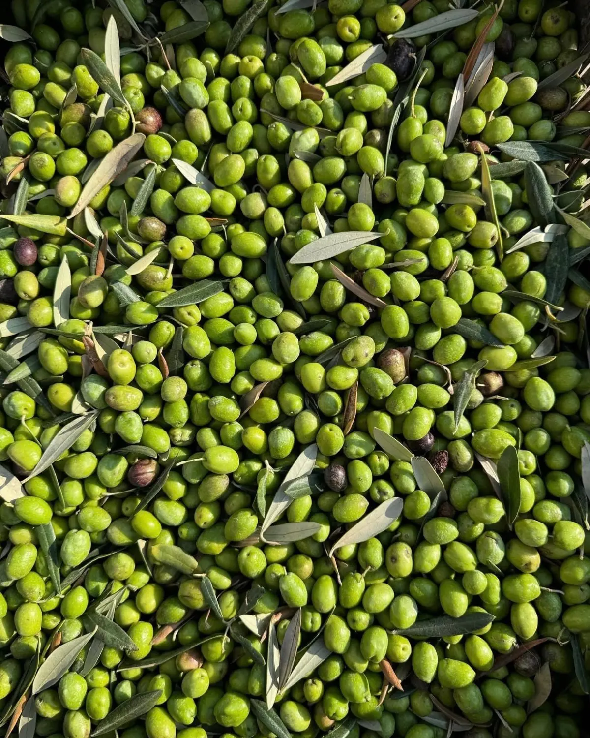 Aceitunas verdes de cosecha temprana de Gran Almazara