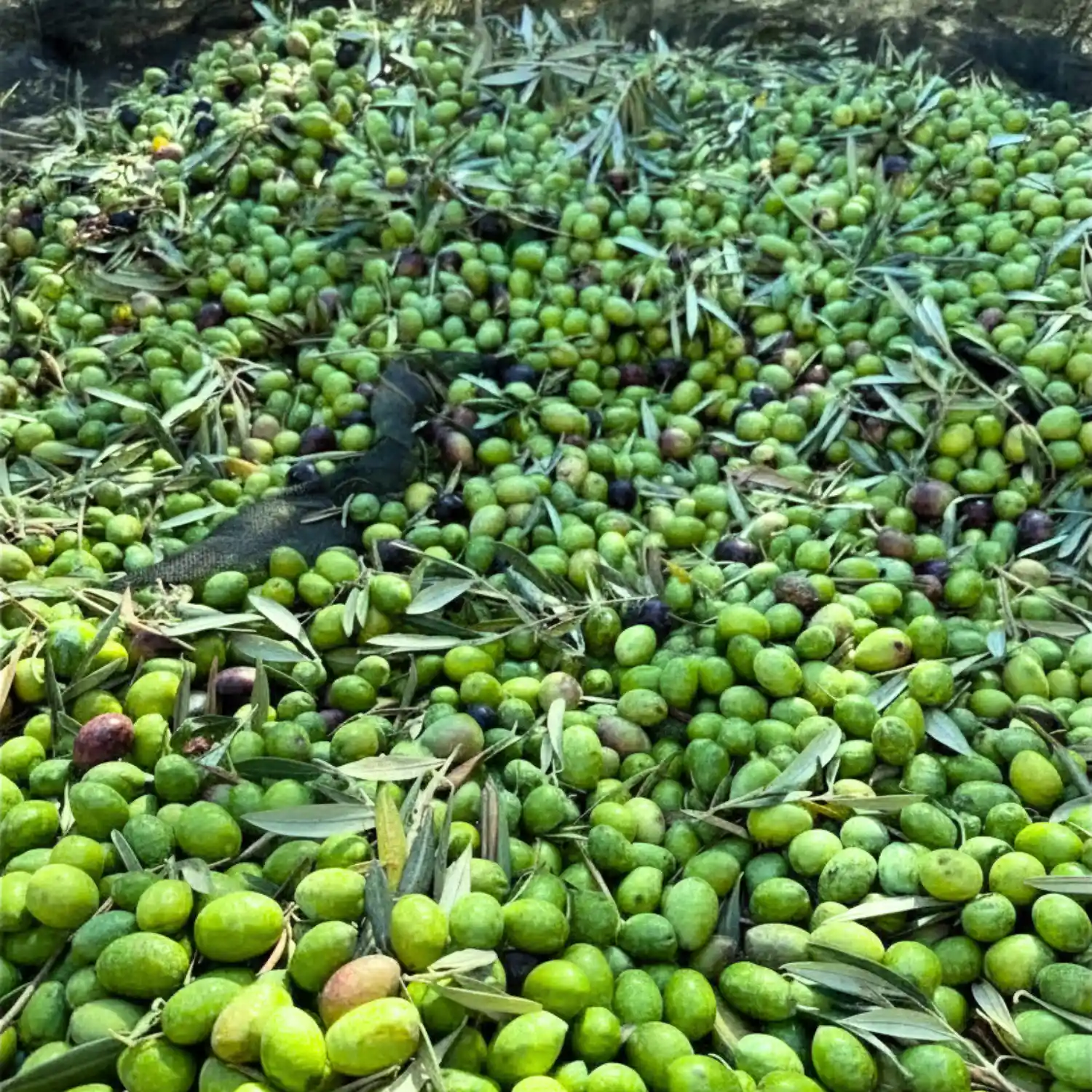 Aceitunas verdes, cosecha temprana
