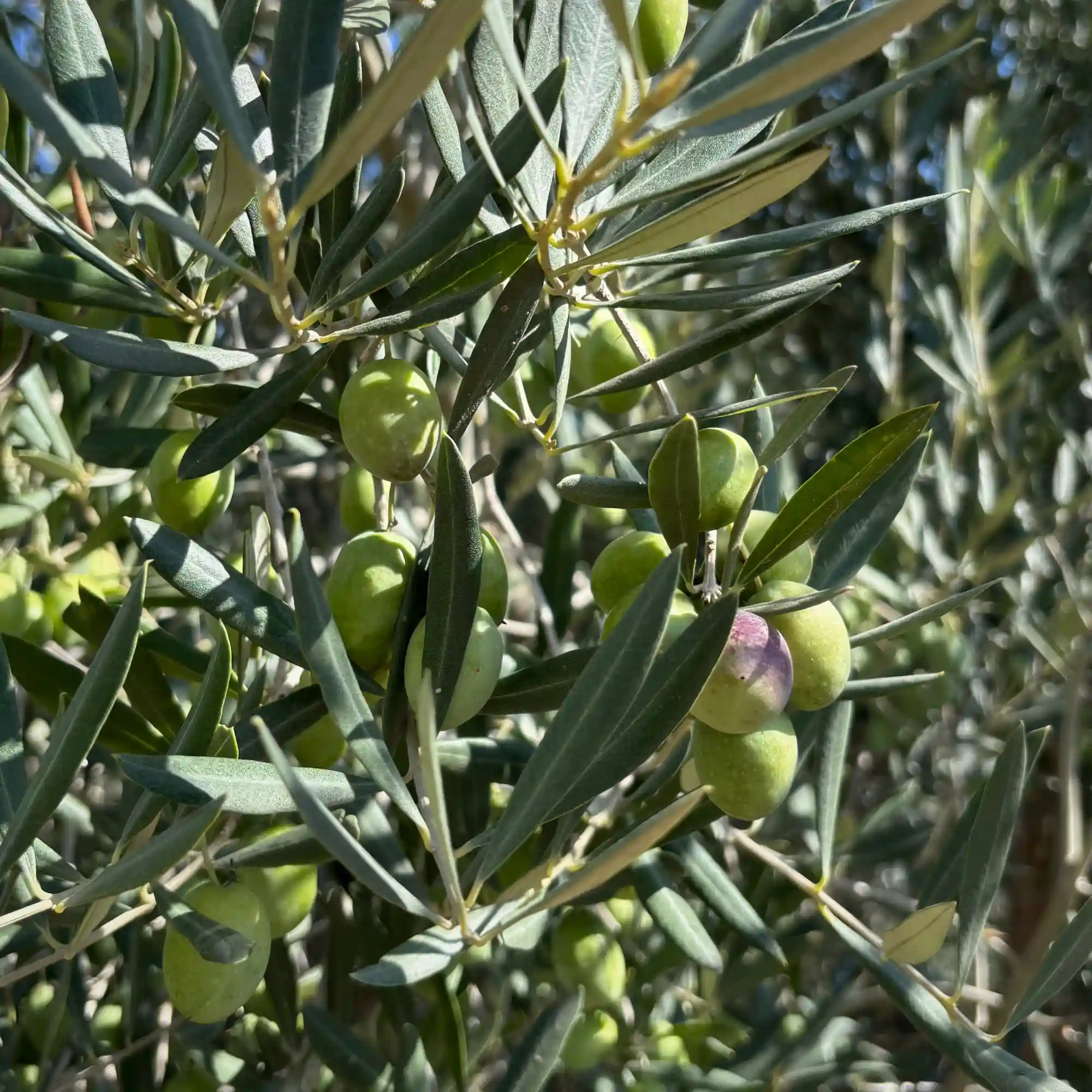 Aceitunas verdes en el olivo