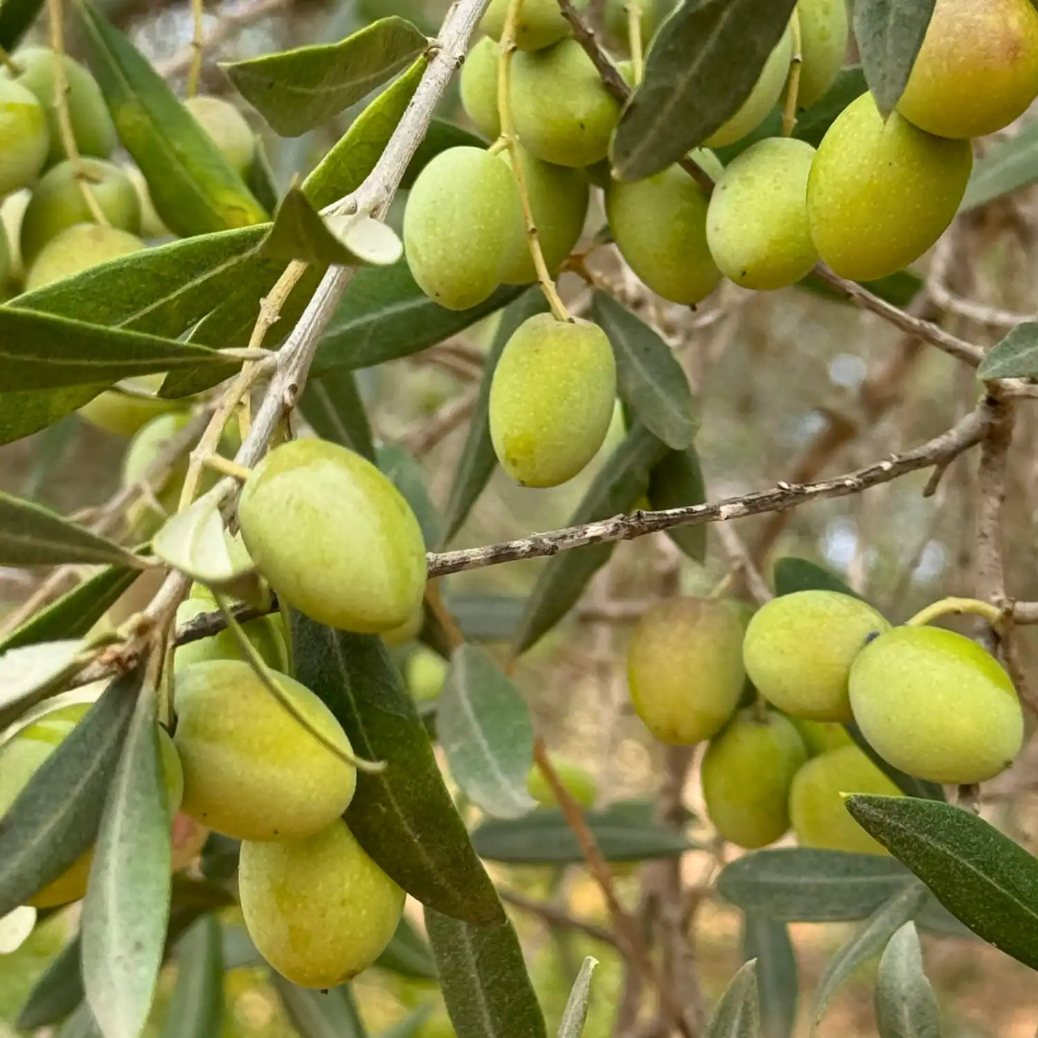 Aceitunas verdes recién recogidas, seleccionadas para aliñar