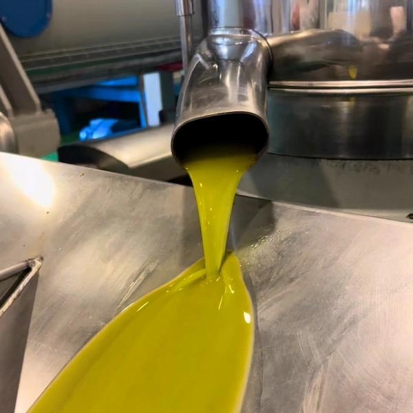 Extracción en frío del aceite Picual en Murcia