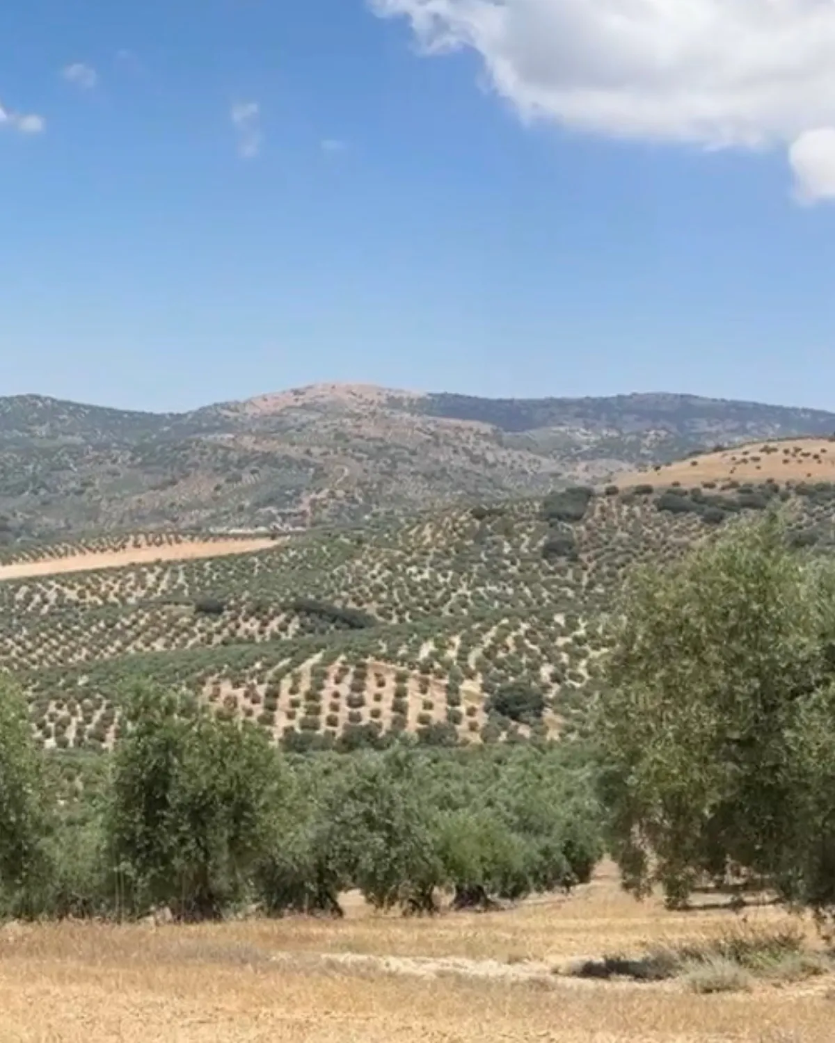 Trabajo en las fincas de olivar de Gran Almazara