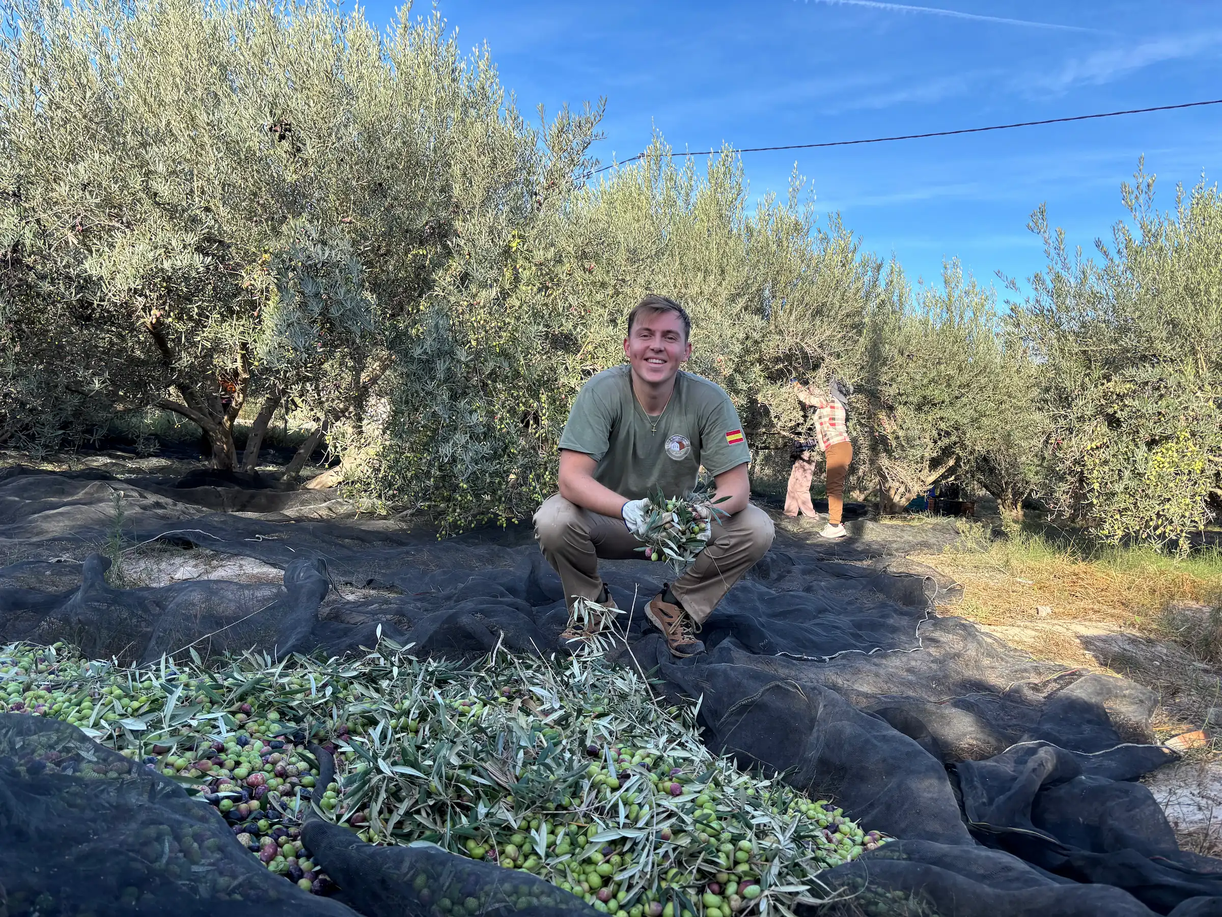 Recogida de aceituna en el olivar de Gran Almazara