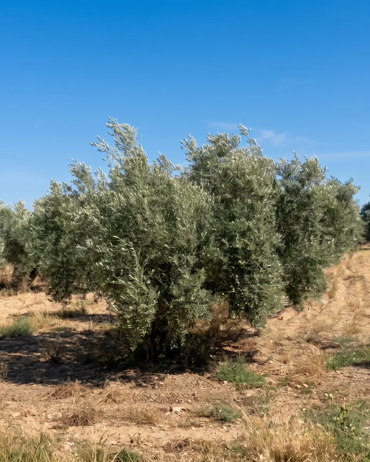 Olivo centenario de tronco grueso