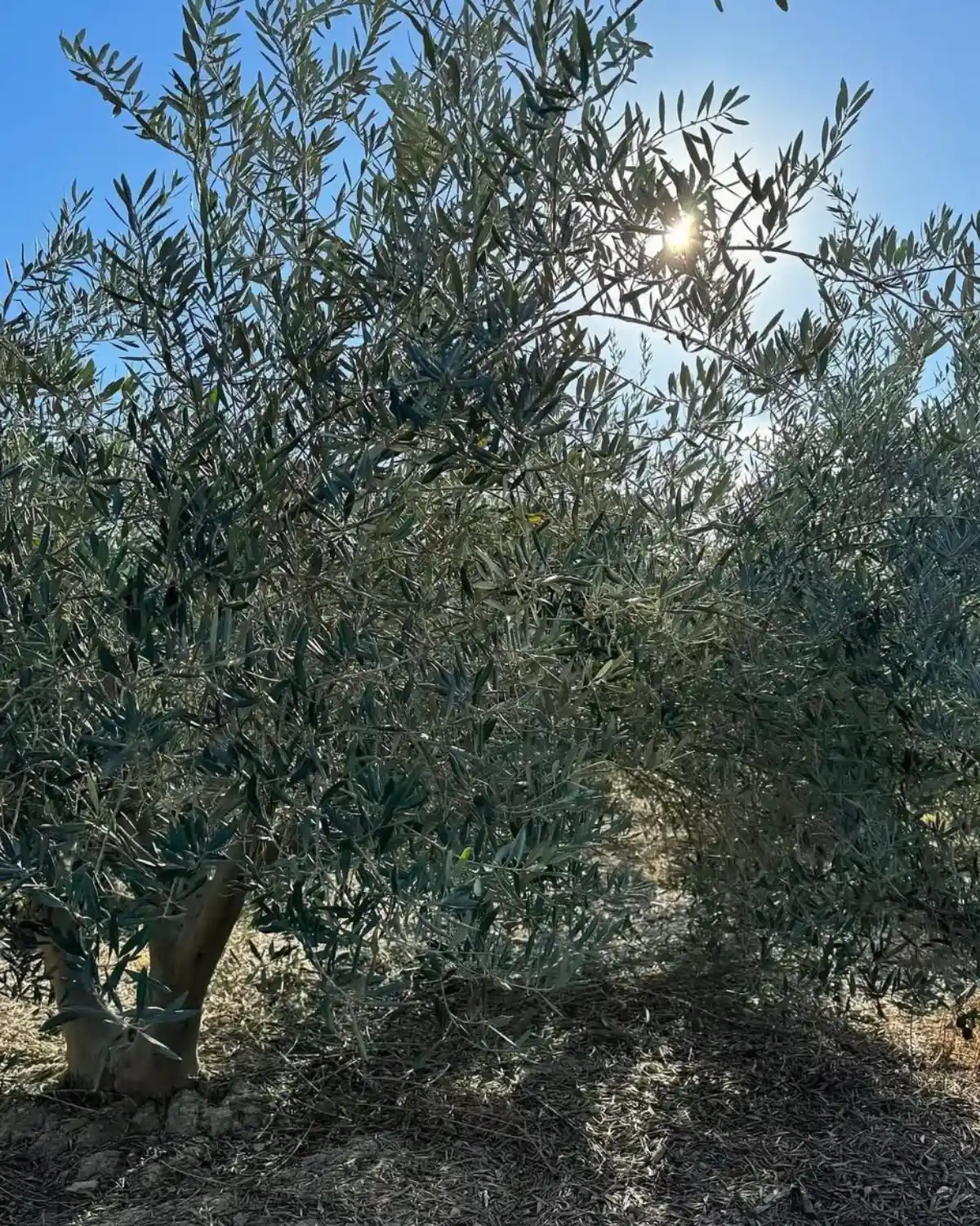 Olivo joven en crecimiento en el campo de Gran Almazara