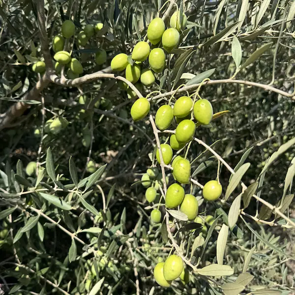 Recolección de aceitunas verdes en Murcia — Gran Almazara