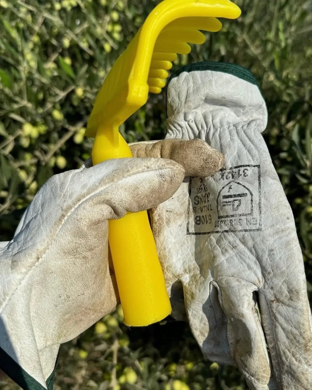 Guantes de trabajo para la recolección tradicional de la aceituna