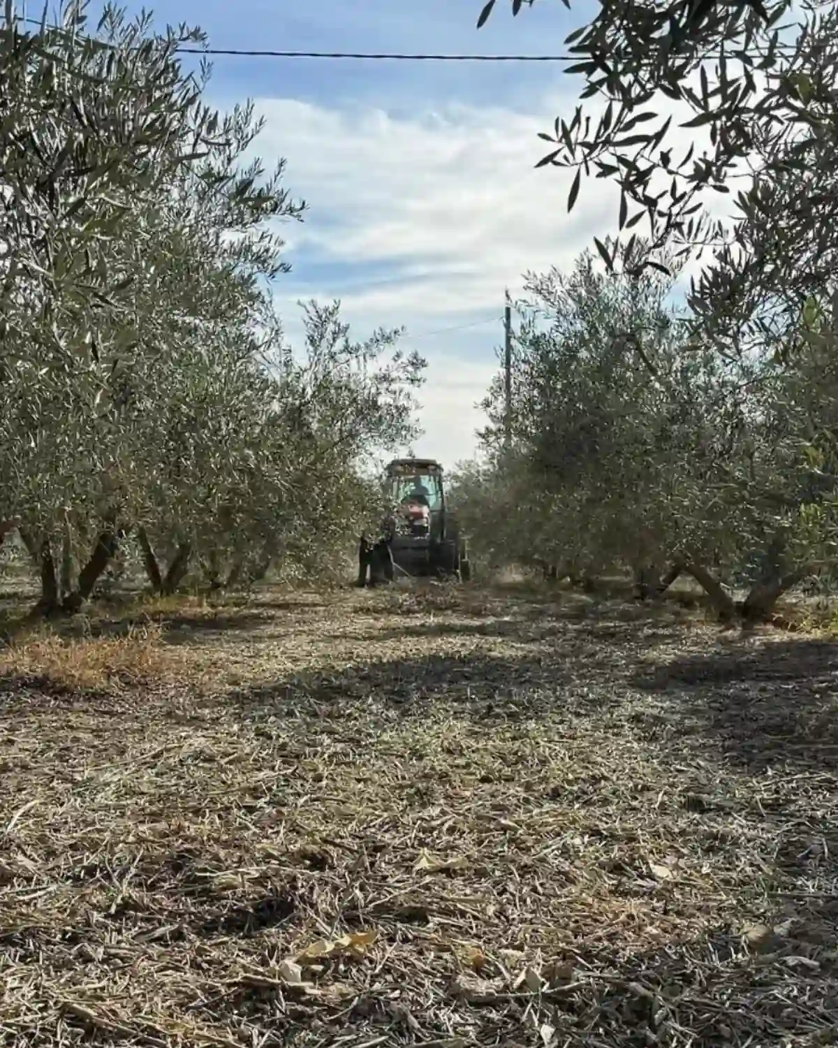 Tractor trabajando en el olivar durante la cosecha