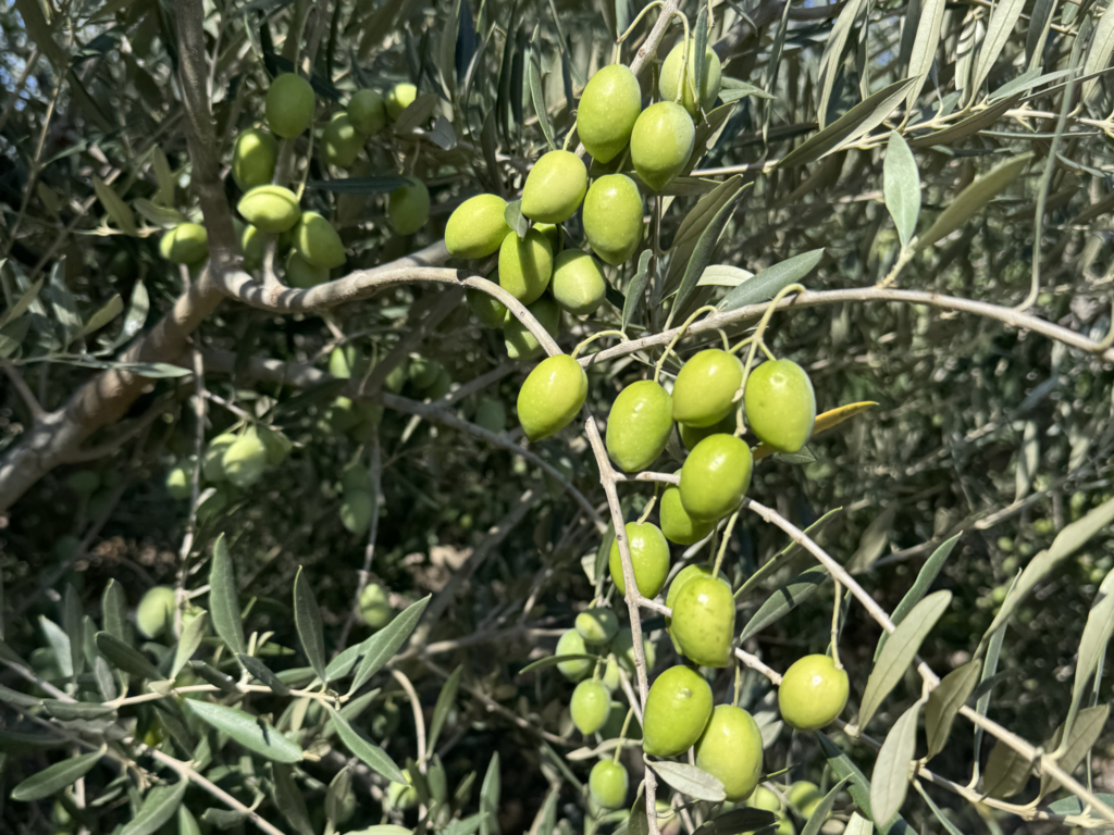 foto aceitunas antes de recogerlas